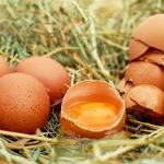 Oeufs bio