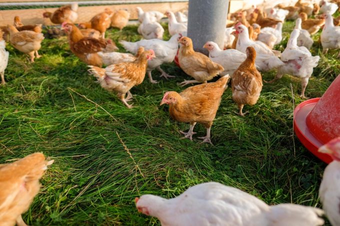 Découvrez la Ferme de Kergo, élevage de volailles à Plouider